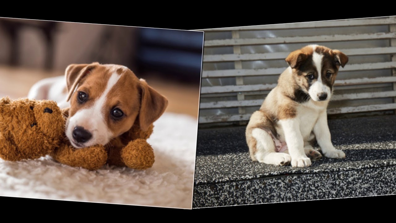 Your Dogs Could Lower Risk Of Heart Disease YouTube
