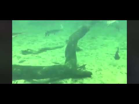Big monster aquarium / khúc sông huyền thoại