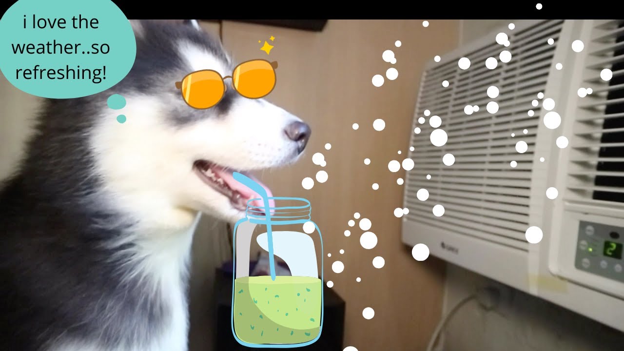 Baby Husky loves infront of the Aircon! YouTube