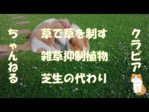 芝生の代替品で年間1,500ドル節約した私の方法