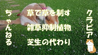 芝生の代わりに草で雑草を制する雑草抑制植物 Youtube
