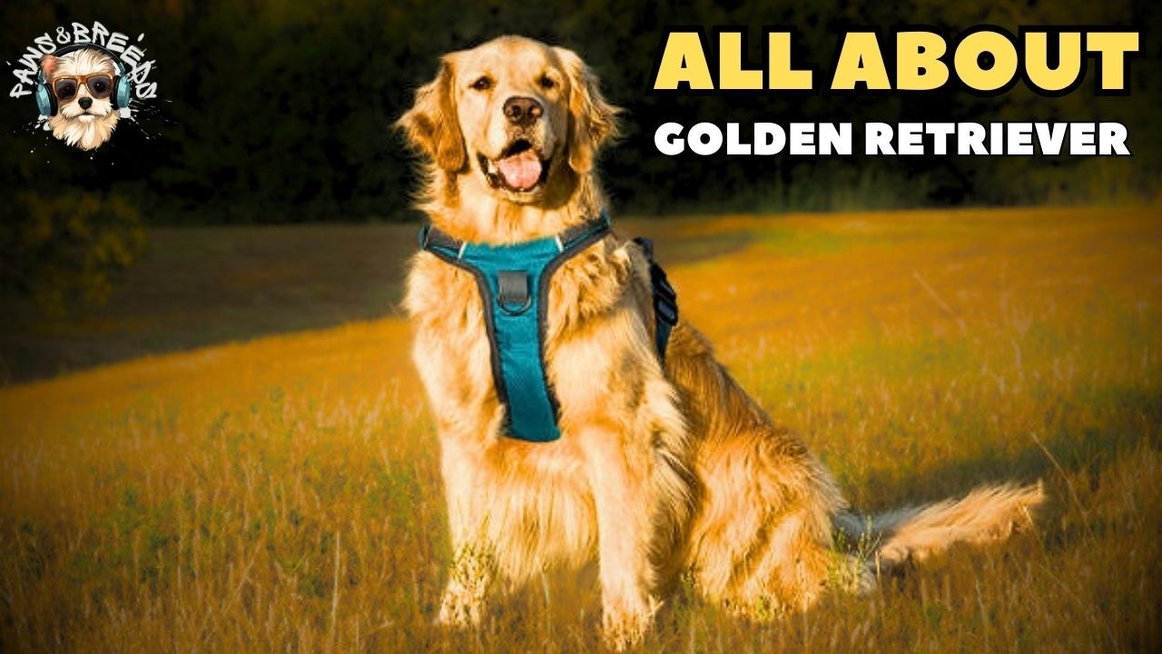 Golden Retriever: The Secret to Their Unmatched Loyalty!