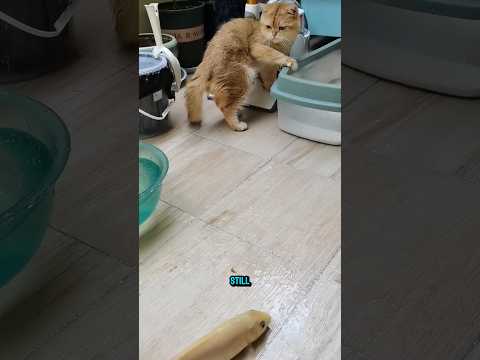 cats are afraid of fish 🙈 #funnycats #videosviral #shorts
