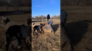 You HAVE to watch babygoats cutegoats jumping playground