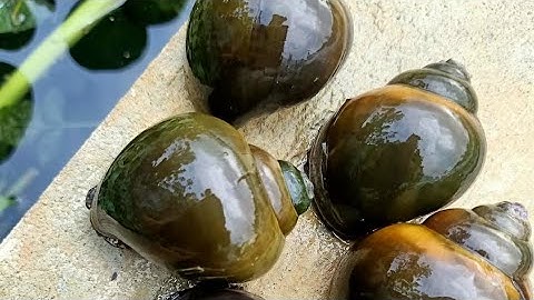 GIÁ ỐC BƯƠU THỊT CAO NGƯỜI NUÔI HỐT BẠC - TRẠI ỐC VĂN HẢI