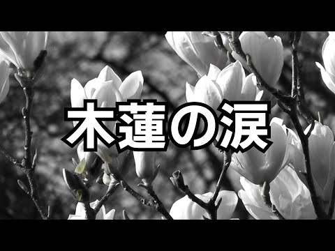 STARDUST REVUE『木蓮の涙』Magnolia Tears　 cover by  Good Smell