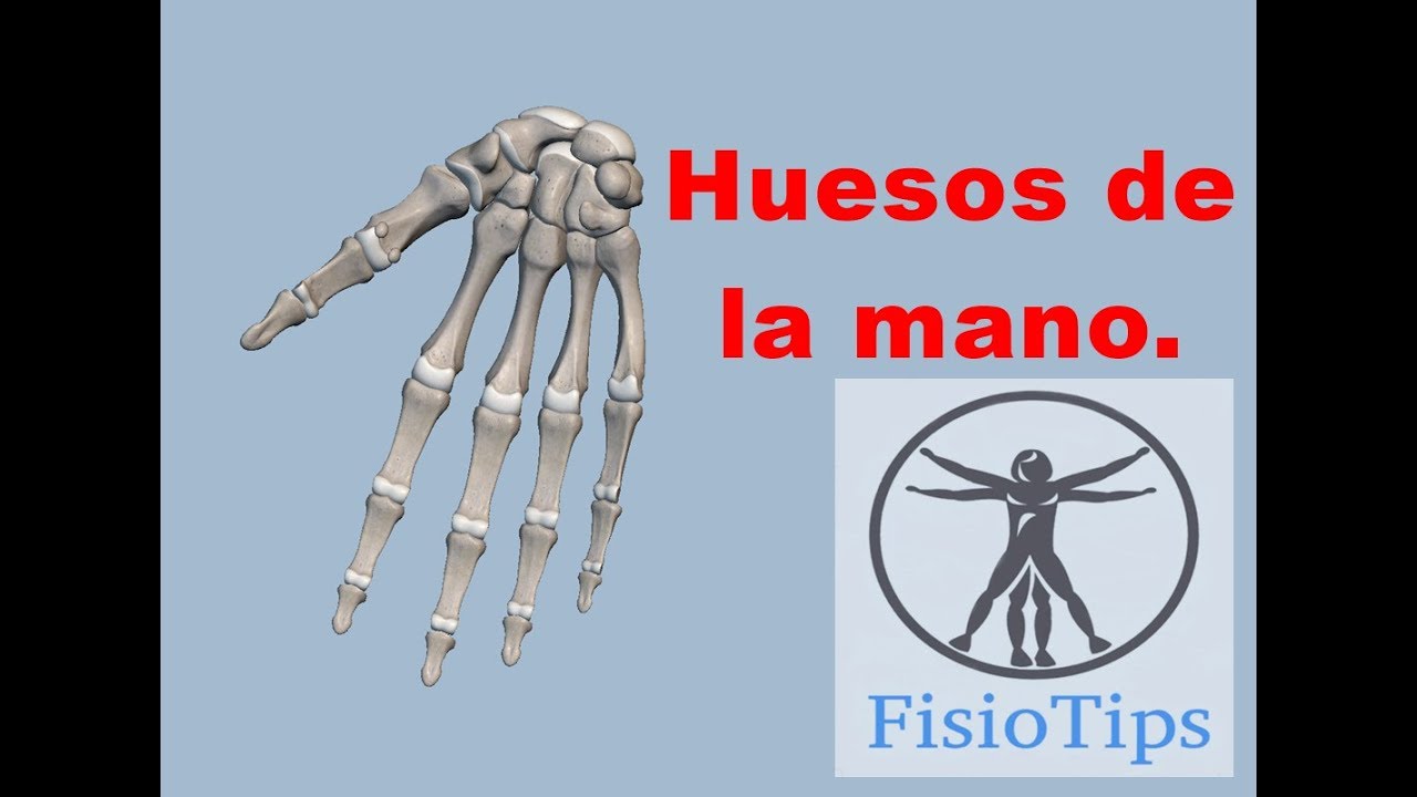 Huesos de la mano | osteologia del miembro superior camera iphone 8 plus apk