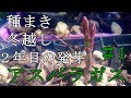 家庭菜園でアスパラガスの栽培日記＃1　種まき～冬越し～2年目の発芽