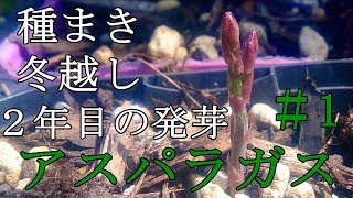 家庭菜園でアスパラガスの栽培日記＃1　種まき～冬越し～2年目の発芽