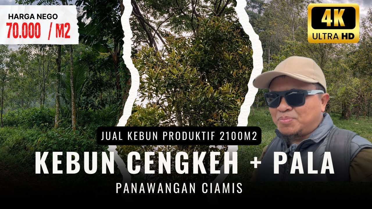 Jual Kebun Cengkeh Produktif di Panawangan Ciamis Luas 2100m2  , Akses  Mobil kedalam Kebun