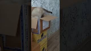 Cat jump. Funny cats.