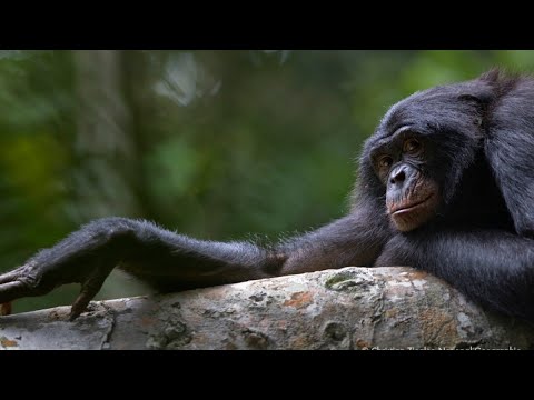 Video: Zašto je bonobo ugrožena vrsta?