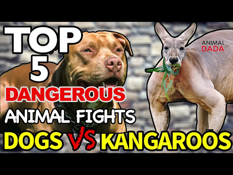 Video: Wat Is Beter As 'n Slinger Of 'n Kangaroe?