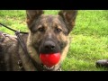 The Long Arm of the Paw: The Life of a Police Dog