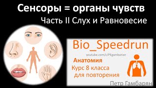 23. Органы Чувств - Слух И Равновесие (Speedrun Анатомия 8 Класс, Егэ, Огэ 2021)