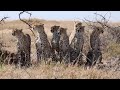 Super mom cheetah Mamma Sita and her six cubs