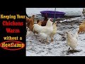 6 Ways to Keep your Chickens Warm in the Winter without a Heatlamp