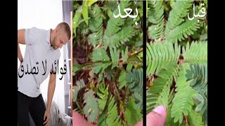 نبات المستحية فوائده اكبر من ظاهرته العجيبة  Mimosa Pudica