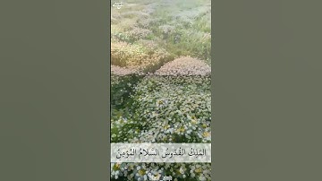 اواخر سورة الحشر | ماهر المعيقلي .