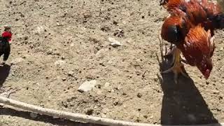 Ağdam Xoruzu Yapon Xoruzu