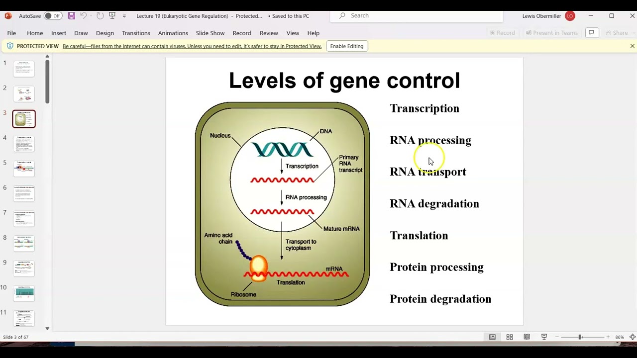 Bio 240 - Lesson 24 (Lec 19 ppt slides 1-38) part I or II of eukaryote gene reg