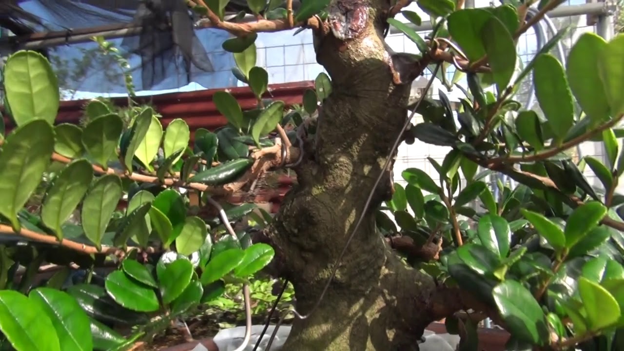 ハマヒサカキ盆栽枝の作り方[30] - YouTube