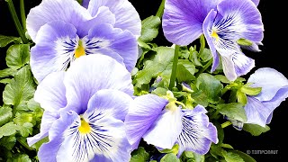 Timelapse Pansy Blooming Flower