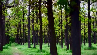 Sounds of Spring Forest and Relaxing Birdsong for Relaxation and Sleep