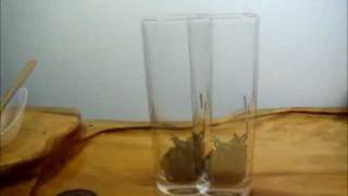 Celebrity Green Tea-Liu An Gua Pian-Melon Seed-How to Steep Green Tea.mp4 Net Worth