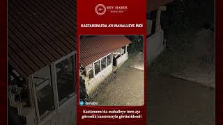 Kastamonu'da mahalleye inen ayı güvenlik kamerasıyla görüntülendi