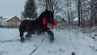 ☃️💥PERCHERON Фараон і його син Каїр🔥💪💣 на вигулі❄️💢