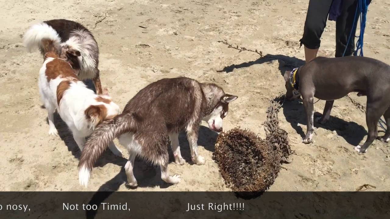 Proper Greeting with Dogs off leash at Dog Beach. Butt Sniffing Chain puppy paradise