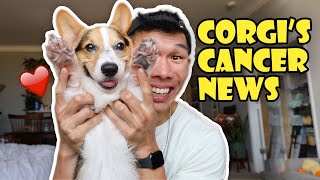 News on My Corgi's Cancer || Life After College: Ep. 746 by VlogAfterCollege 170,115 views 1 year ago 22 minutes