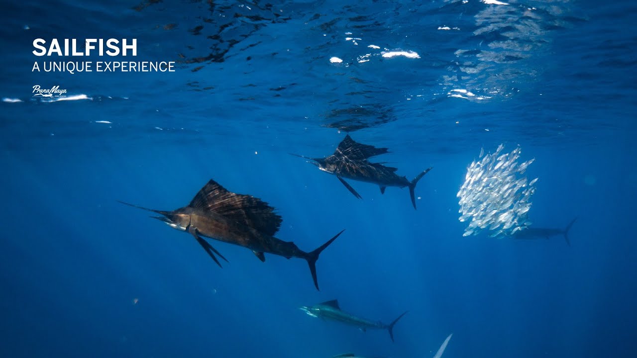 Yucatan Sardine Run with Pranamaya Freediving