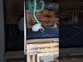 LIVE FEEDING VENOMOUS SNAKES Blue Viper Trimeresurus insularis #snake #reptile #viper