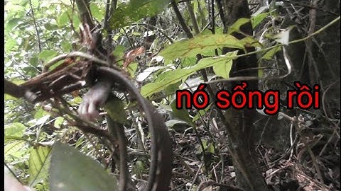 thăm bẫy chuột ăn quả lý ₫ất ngày thứ hai.