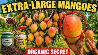 You'll Get an EXTRA-LARGE Mango Harvest If You Apply These Organic Fertilizers
