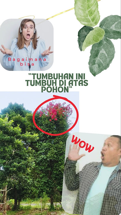 Bunga pohon manggis #plants #bougenville #flowers
