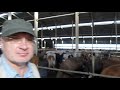 К Молочно-товарная ферма Украина Dairy farm Ukraine 20200823