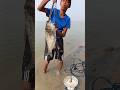 Unbelievable Shark Fish Catch With Giant Silver Fish Hook Bait #fishinglife #hookfishing #fishbait