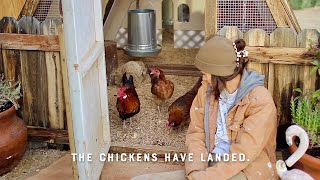 I Got Chickens Even Though I'm Terrified | DIY Chicken Coop