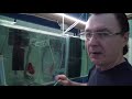 Aquarists of Russia Быстрое лечение