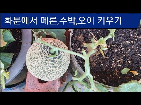 화분 자동물주기, 수박,오이 단호박, 메론,참외.화분에서 과일 키우기