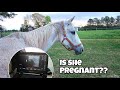 Baby or not auction mare vet visit  name reveal