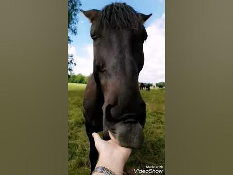 Horses licking - YouTube