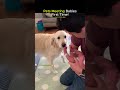Pets Meeting Babies for the First Time! 🥺🐶 (So Wholesome) #ranking #shorts #pets #baby