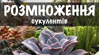 Розмноження сукулентів живцями (дітками, черенками). Мій досвід перевкорінення