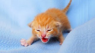 Newborn Kittens Meowing  Baby Cats Meowing MEOW MEOW