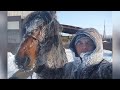 -36°С Верхом на жеребце.| опасное место для выпаса.