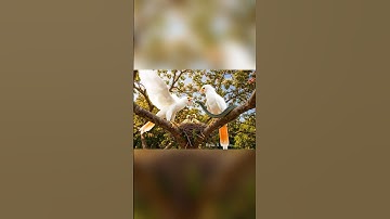 Elegant Tree Bird Screams and Drives Snake Away